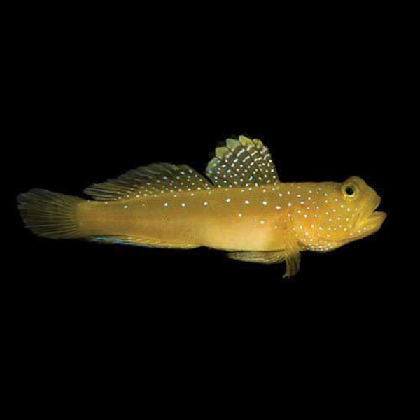 Cryptocentrus cinctus, Captive bred
