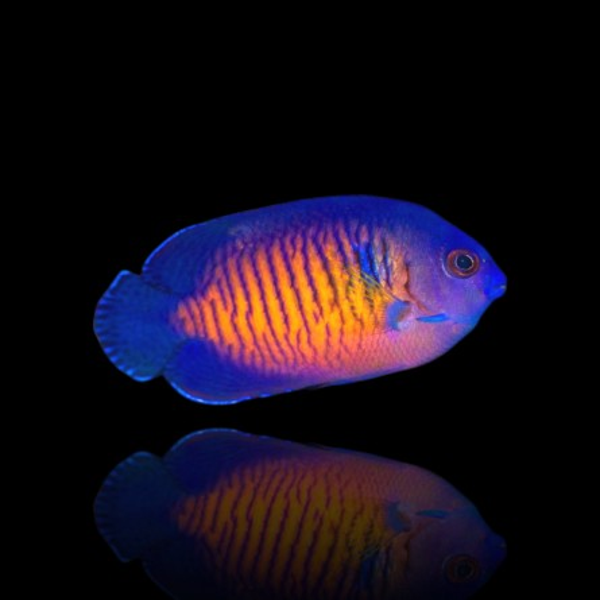 Centropyge Bispinosa (M)