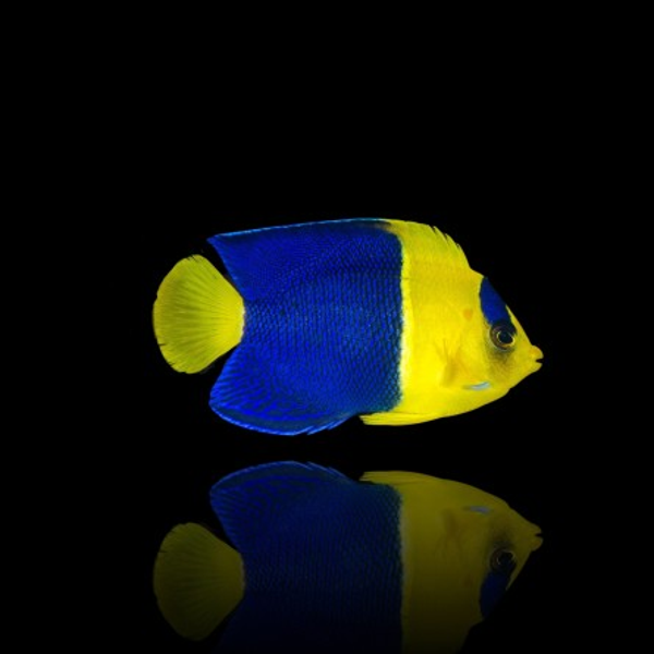 Centropyge Bicolor