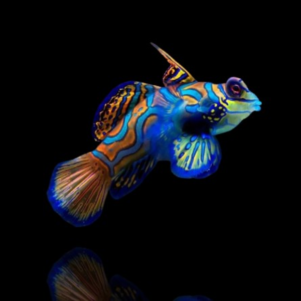 Synchiropus splendidus