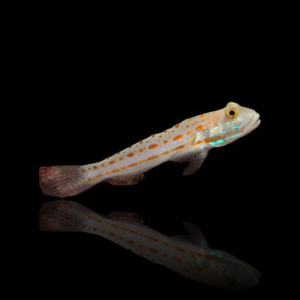 Valenciennea puellaris