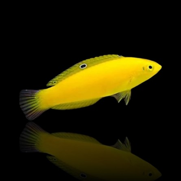 Halichoerus Chrysus - Yellow Wrasse (M)