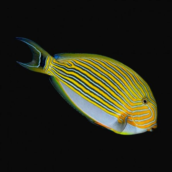 Acanthurus Lineatus - Clown Tang (M)
