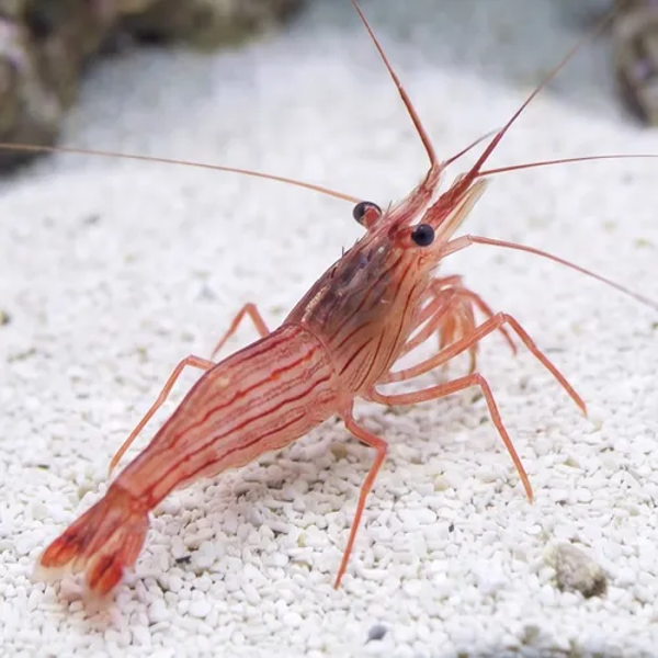 Lysmata wurdemanni - Captive bred