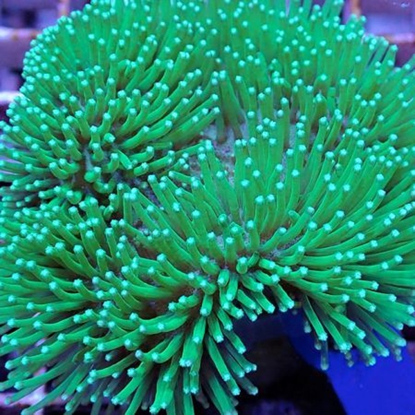 sarcophyton weeping willow ultra green (L)