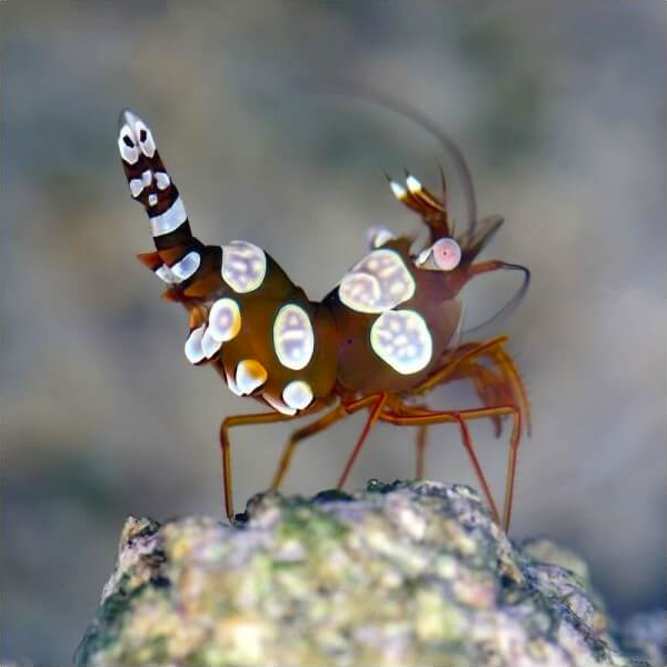 Thor amboinensis