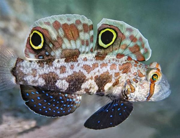 Signigobius Biocellatus-Two Spot Goby