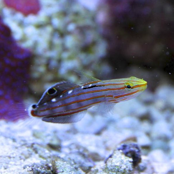 Amblygobius Rainfordi