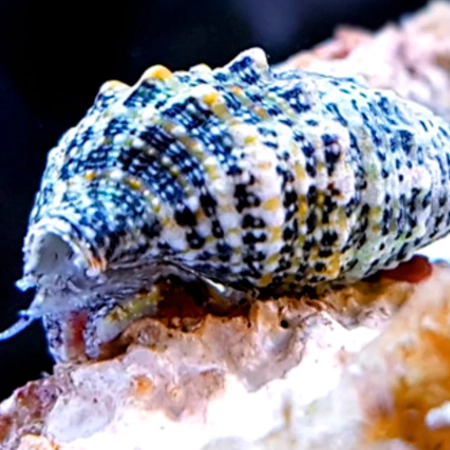 Cerithium Caeruleum