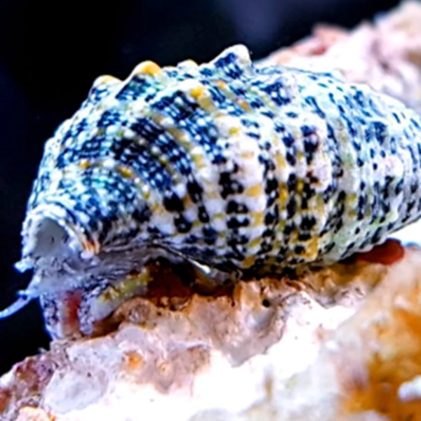 Cerithium Caeruleum