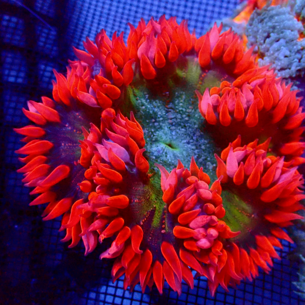 Phymanthus Crucifer / Rock Flower Anemone