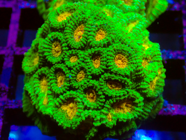 Space Invaders Favia frag