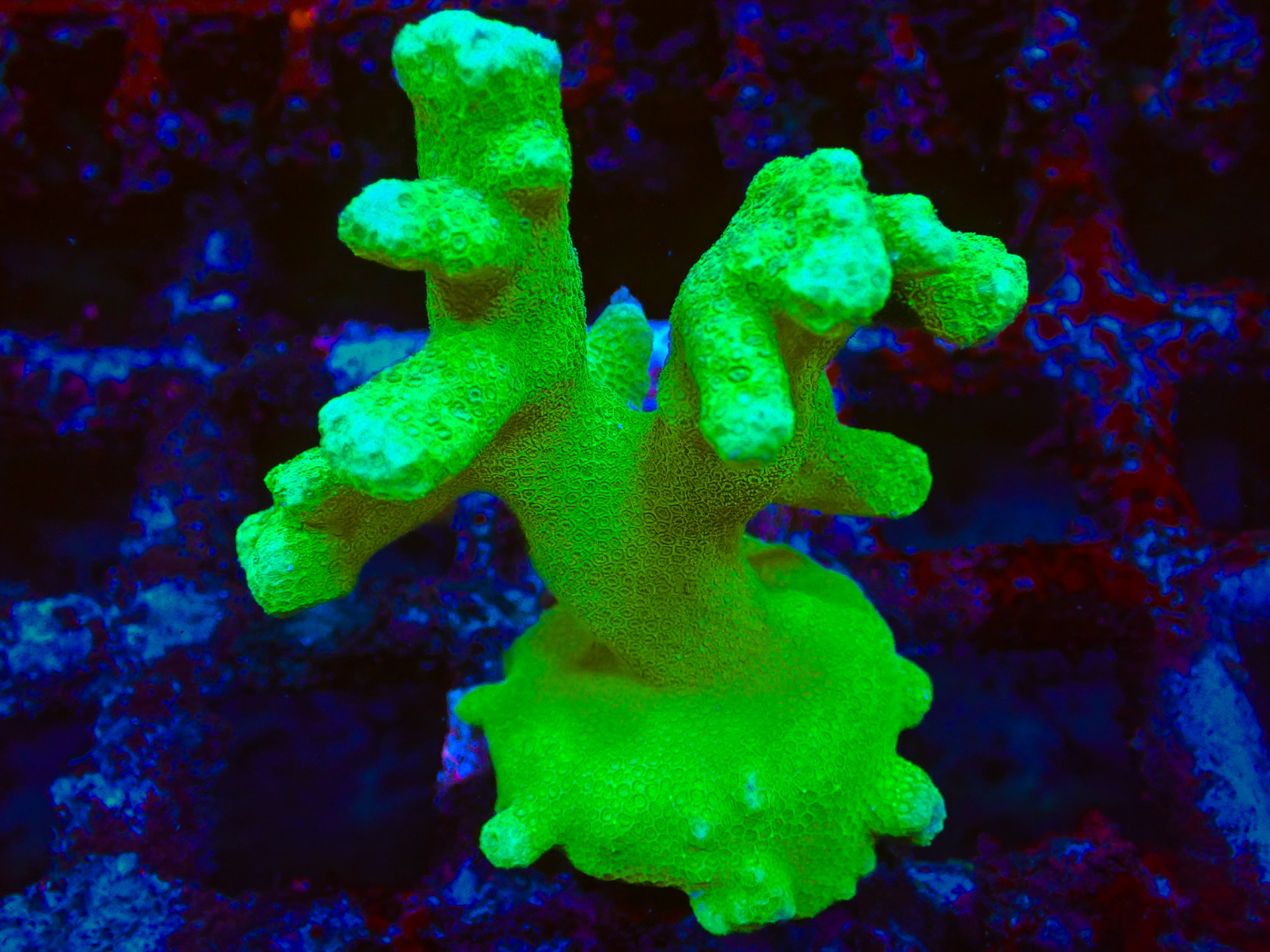 Green Branching Porites frag