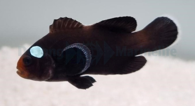 Amphiprion ocellaris (Domino) - DJM Bred