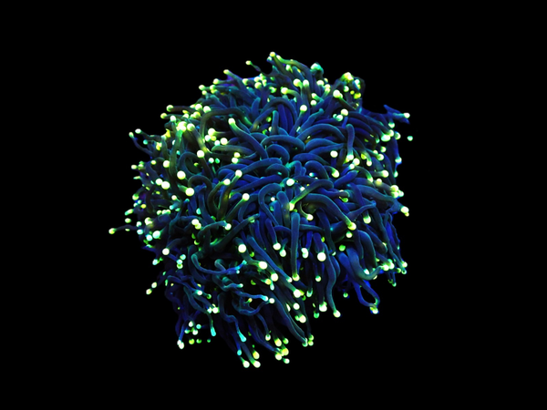 Euphyllia glabrescens (Black Torch) - XL