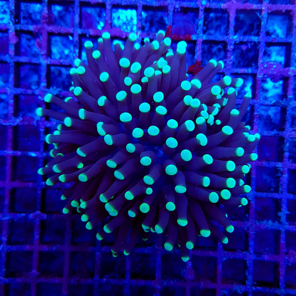 Euphyllia cristata (Premium) - M