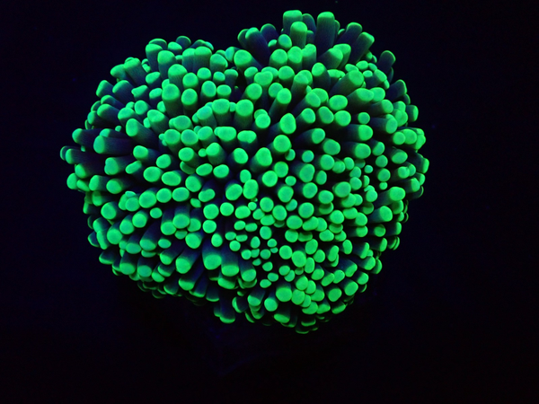 Euphyllia cristata (Green) (Premium)
