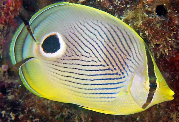 Chaetodon capistratus (APTASIA EATER!)
