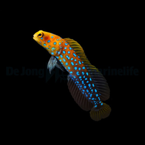 Opistognathus rosenblatti ,Blue-spotted  jawfish