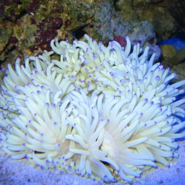 Heteractis crispa (White)
