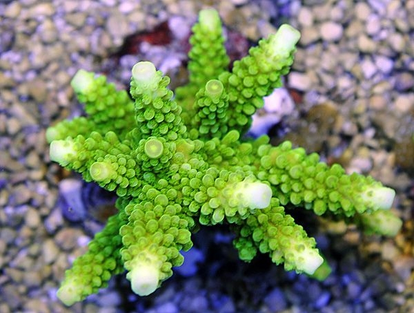 Acropora formosa (Green) - BALI SLIMER - M