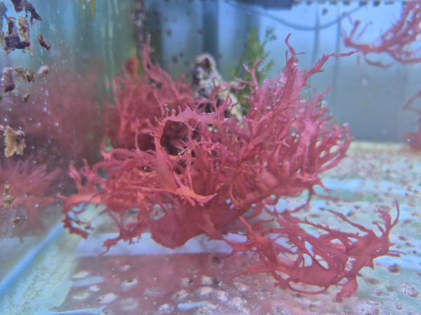 Halymenia durvillei (Dragon’s Breath Algae) - small portion