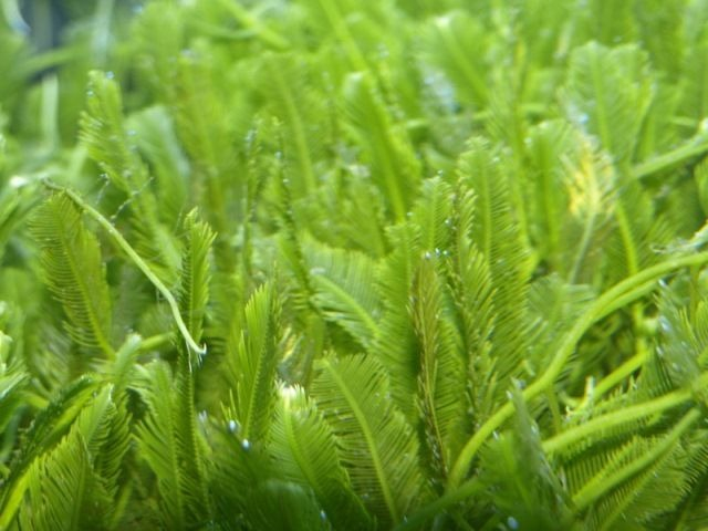 Caulerpa spp. small portion