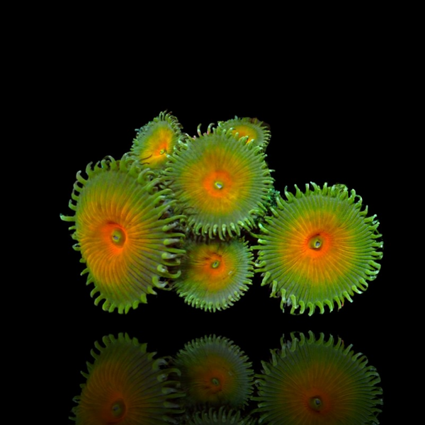 Protopalythoa Nuclear Death S-size