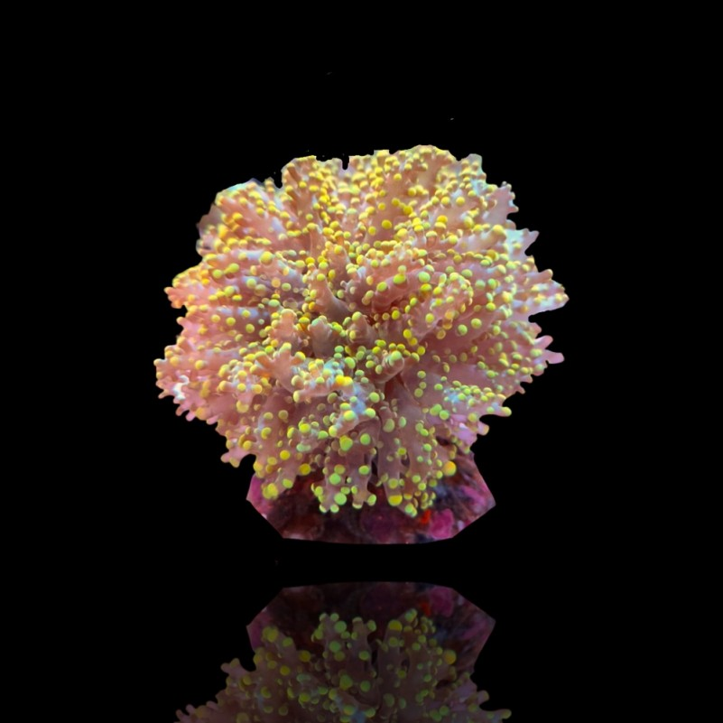 Euphyllia Yaeyamaensis sp. - Gold Frogspawn RARE - 1 head