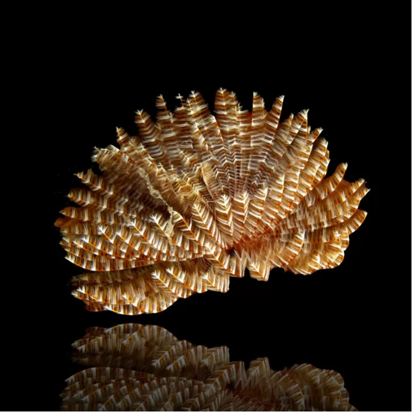Sabellastarte Indica - Feather Duster - Indian fan worm