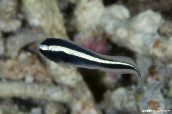 Pholidichthys Leucotaenia