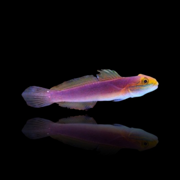 Valenciennea Bella - Bella Goby