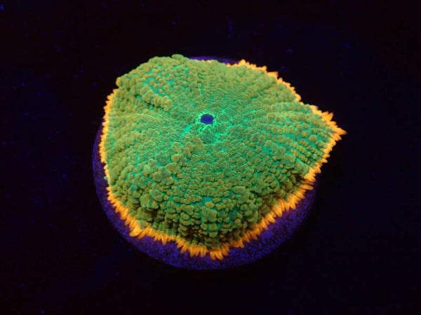 Rhodactis inchoata (Orange Edge) (WYSWG)