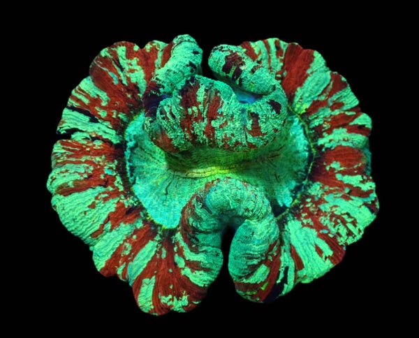 Trachyphyllia geoffroyi (Premium) (L) (WYSWG)