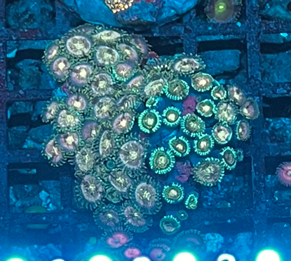 ZOANTHUS 1 WYSWG
