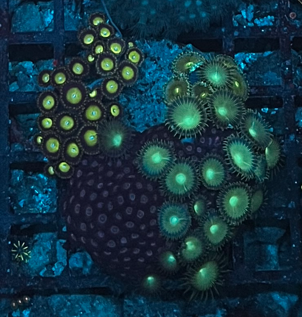 ZOANTHUS 3 (WYSWG)