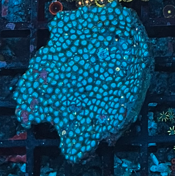 ZOANTHUS 4 (WYSWG) - BLUE!