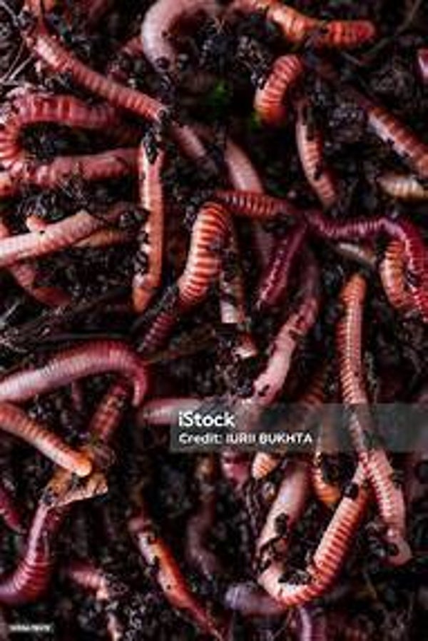 Red Wiggler Worms