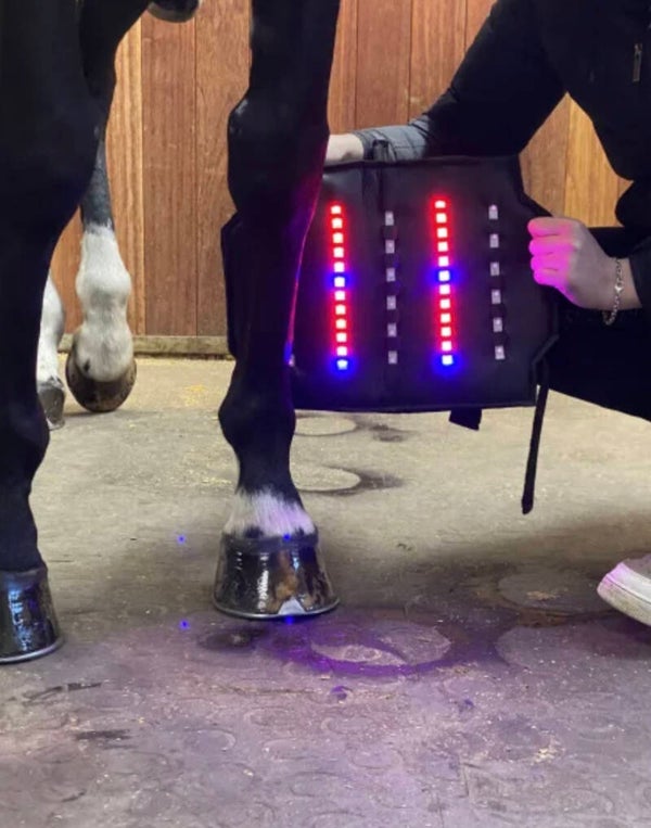 Equine LTS Leg Wrap