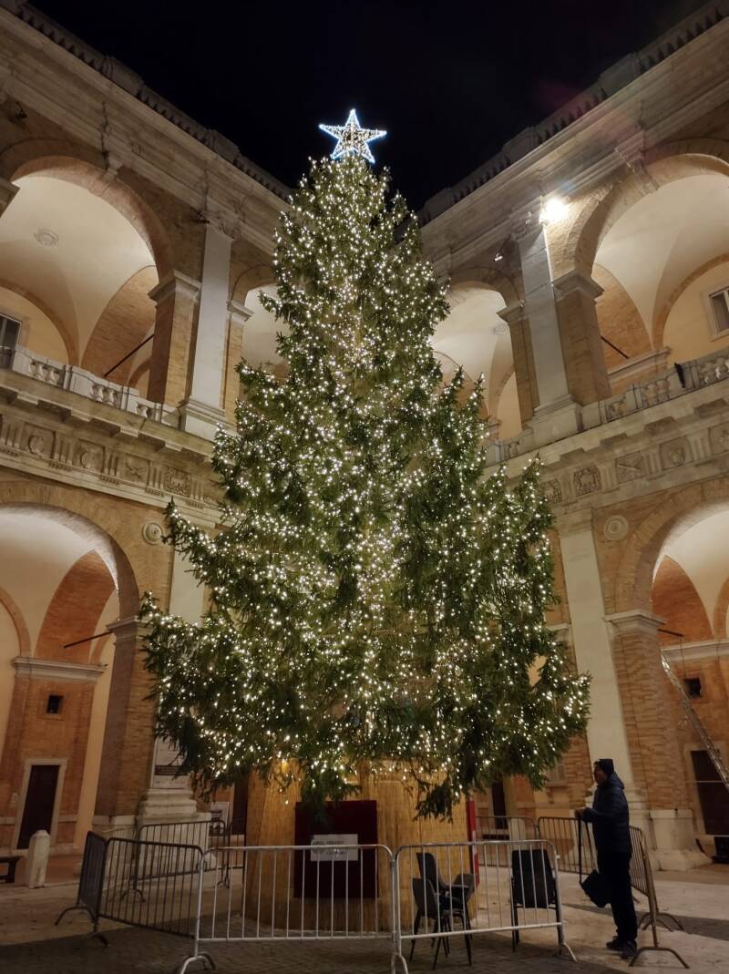 albero-loreto-ricco-standard.jpg