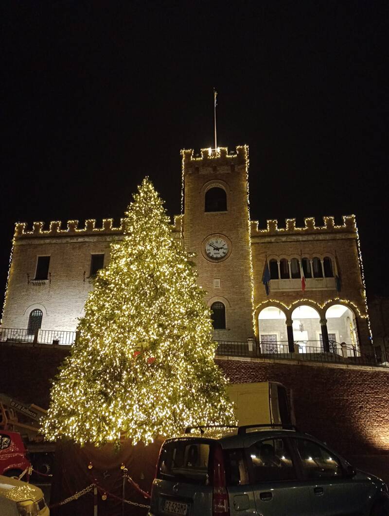 albero-municipio-marotta-standard.jpg
