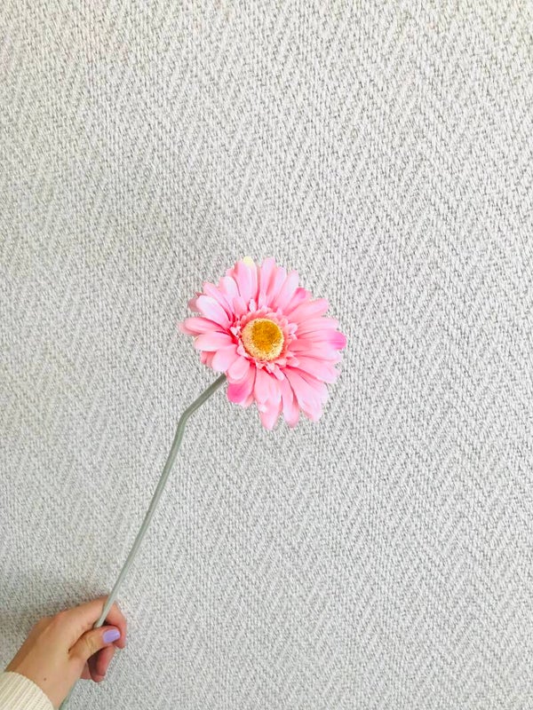 Bloem Gerbera Licht Roze