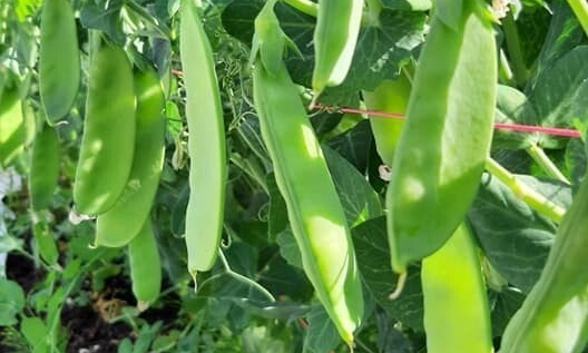 Hemmaodling - 4 träffar vardagskvällar feb - maj