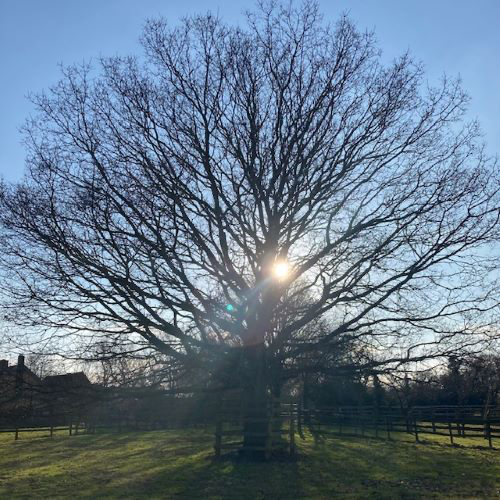 Oak tree - mindfulness and nature