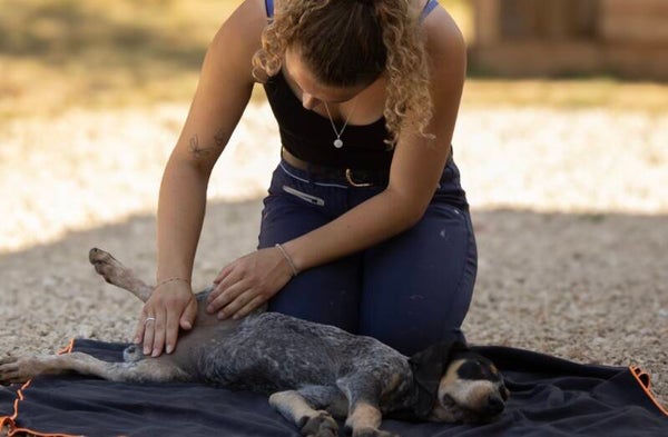 Massage canin