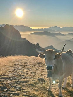 Vaca blanca con cencerro sobre una loma al amanecer, con las montañas de los Picos de Europa al fondo envueltas en niebla y luz dorada.