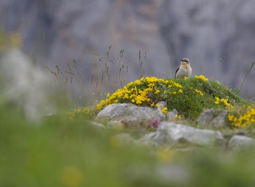 Pájaro posado sobre una roca cubierto de flores amarillas y hierba, entre rocas en un paisaje de montaña en los Picos de Europa.