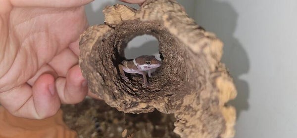Junger Leopardgecko – gebändert (Eublepharis macularius)