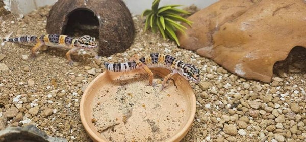 Junger Leopardgecko – gelb-schwarz gebändert (Eublepharis macularius)