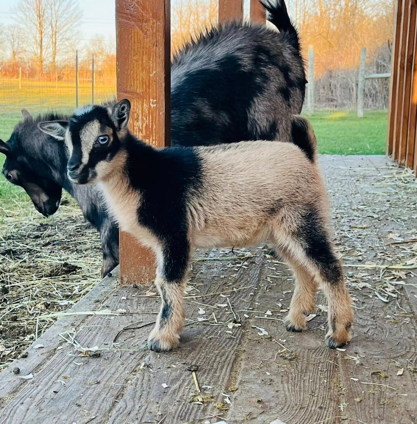Goat Kids | Outback Miniatures